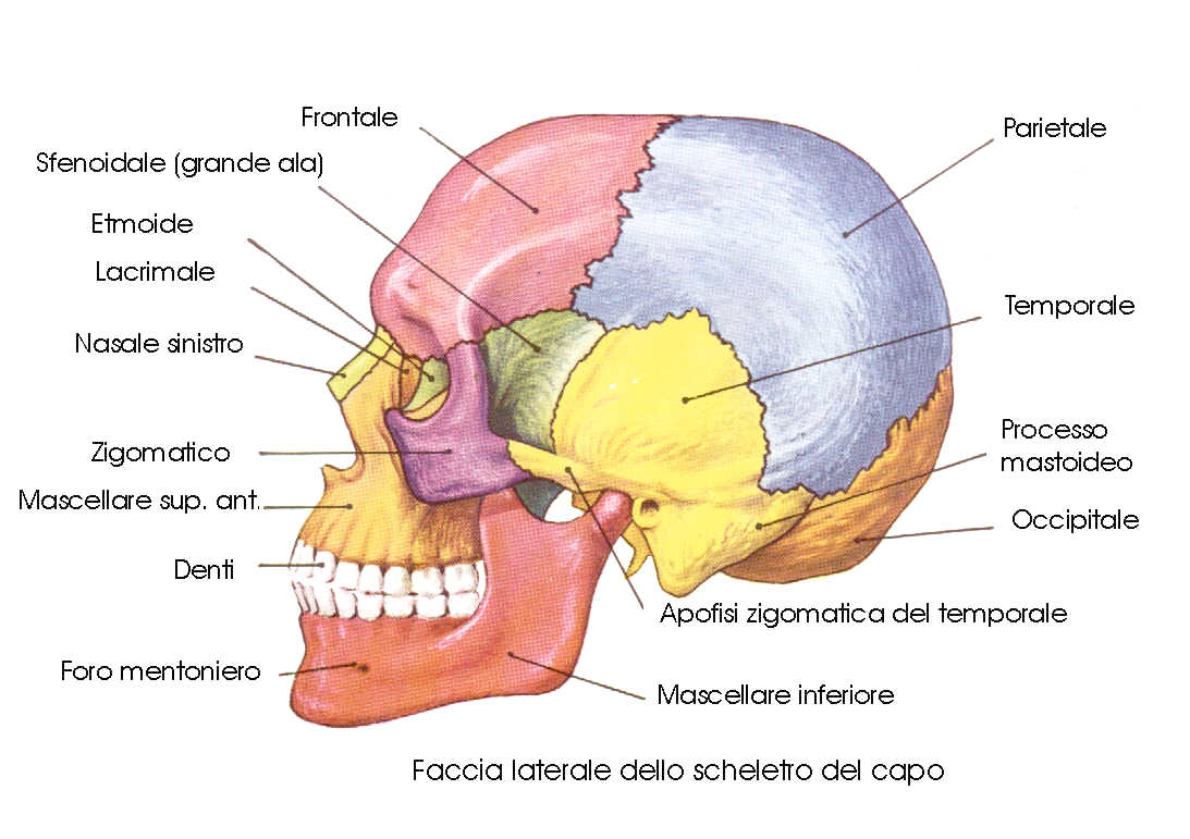 craniosacrale1